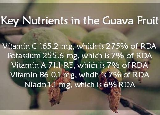 Guava